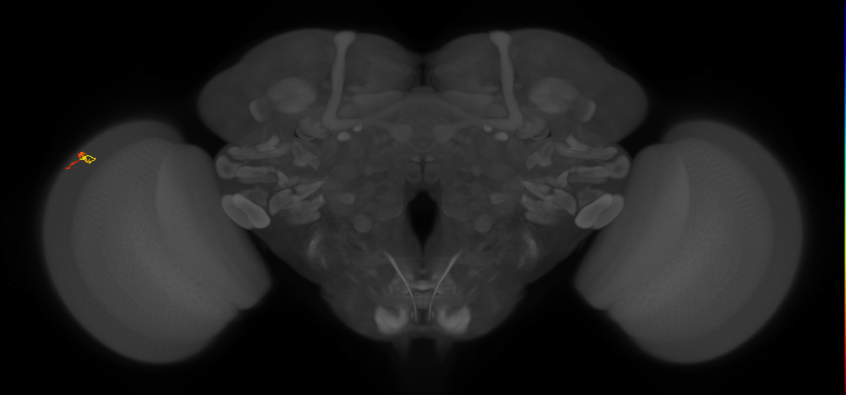 Dm3b_L (MaleCNS:155453)