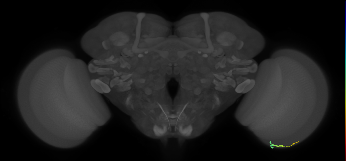 Dm3b_R (MaleCNS:126004)