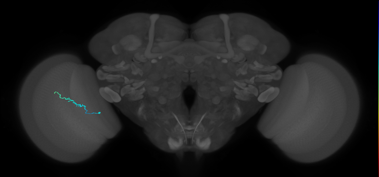 Dm3b_L (MaleCNS:206433)