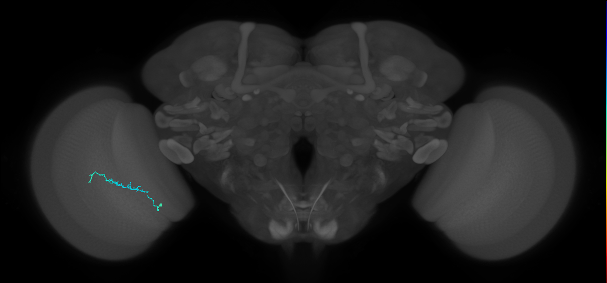 Dm3b_L (MaleCNS:88503)