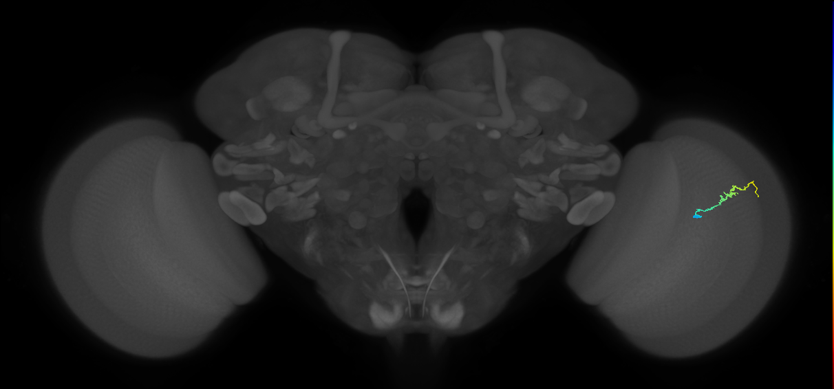 Dm3b_R (MaleCNS:148223)
