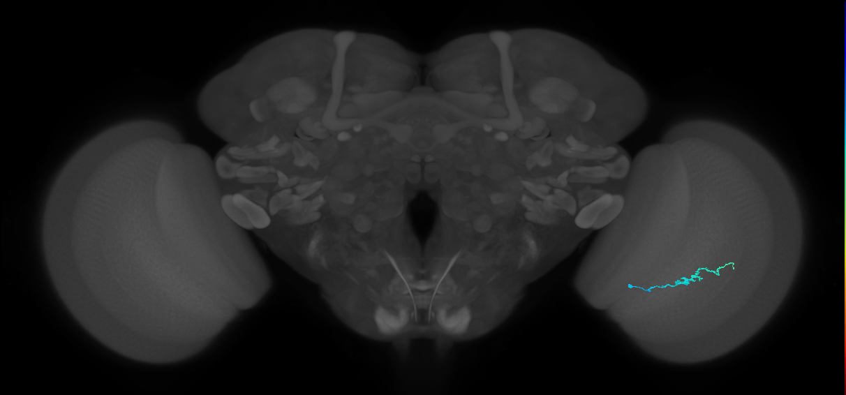 Dm3b_R (MaleCNS:137288)