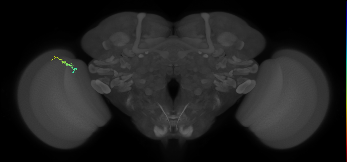 Dm3b_L (MaleCNS:141053)