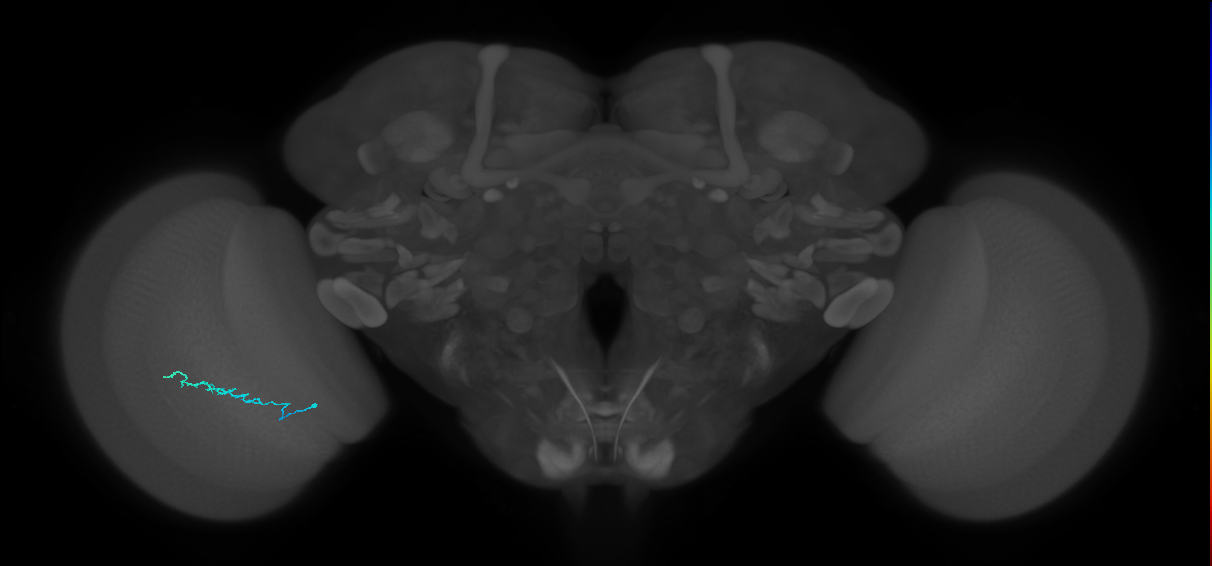 Dm3b_L (MaleCNS:72849)