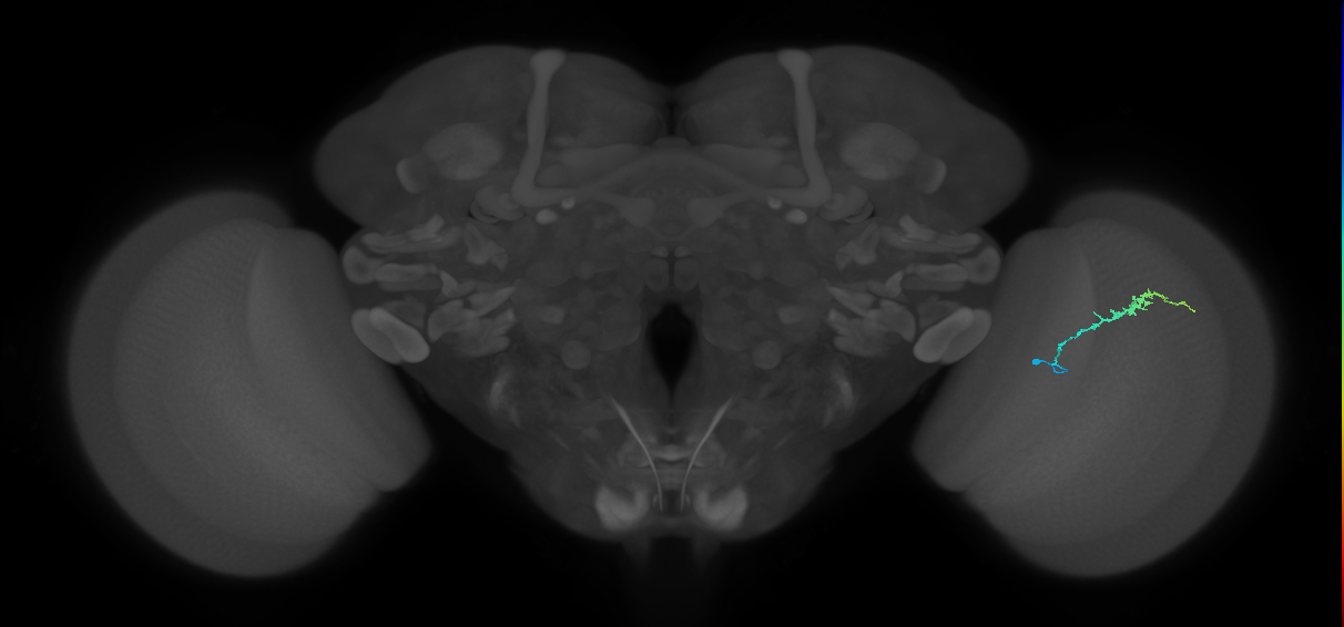 Dm3b_R (MaleCNS:137045)