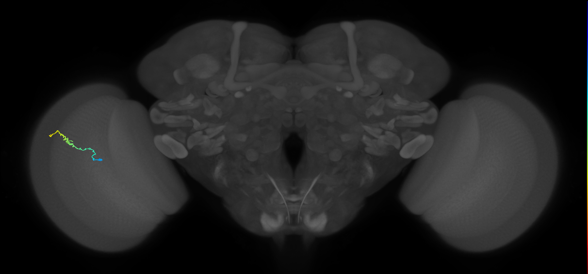 Dm3b_L (MaleCNS:210771)