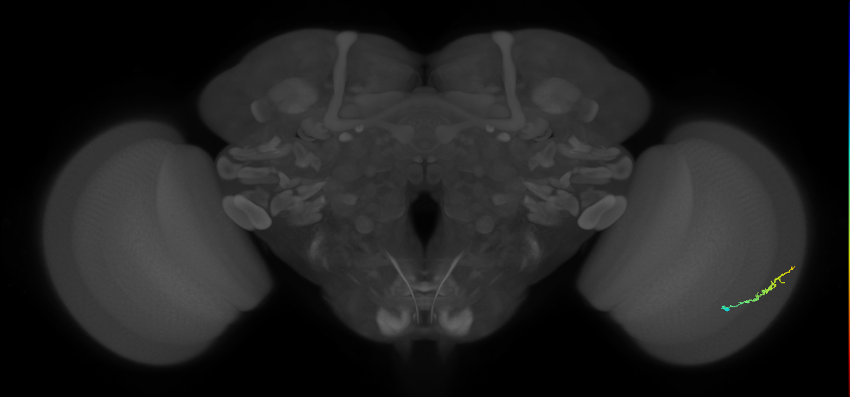 Dm3b_R (MaleCNS:114859)