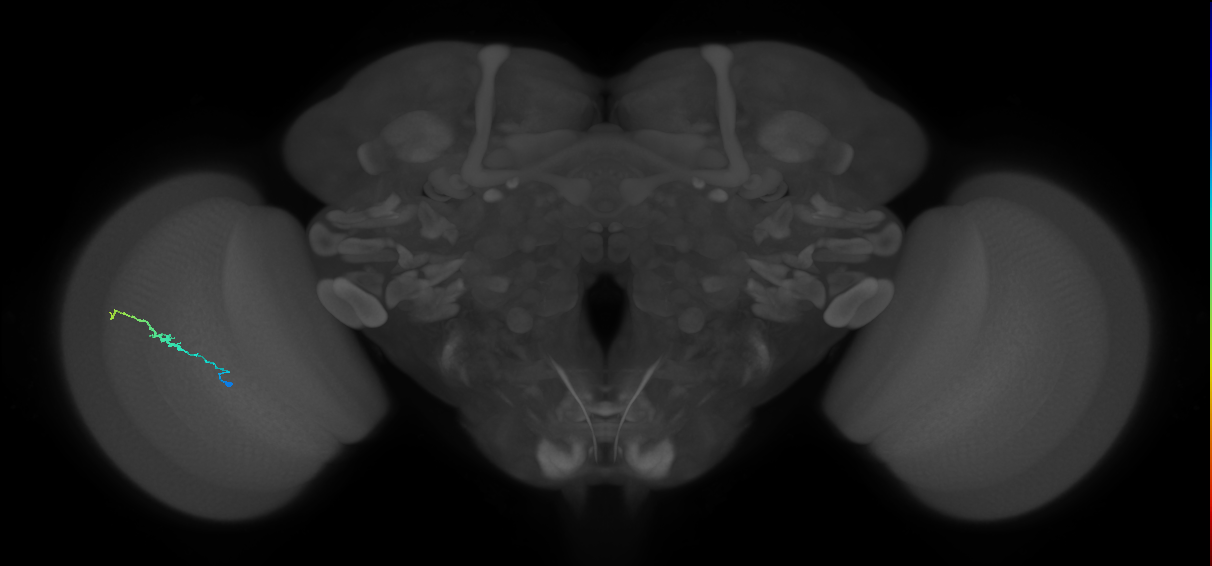 Dm3b_L (MaleCNS:549200)