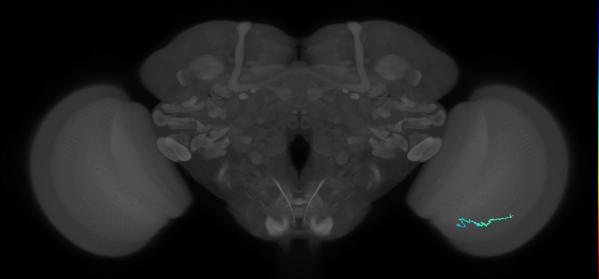 Dm3b_R (MaleCNS:135829)