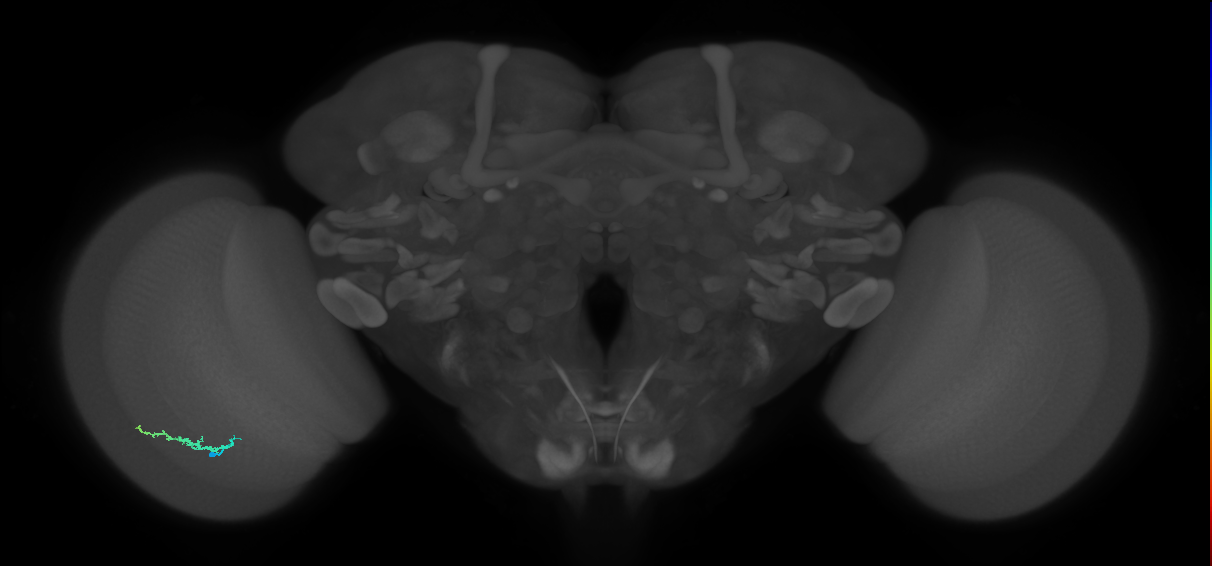 Dm3b_L (MaleCNS:133703)