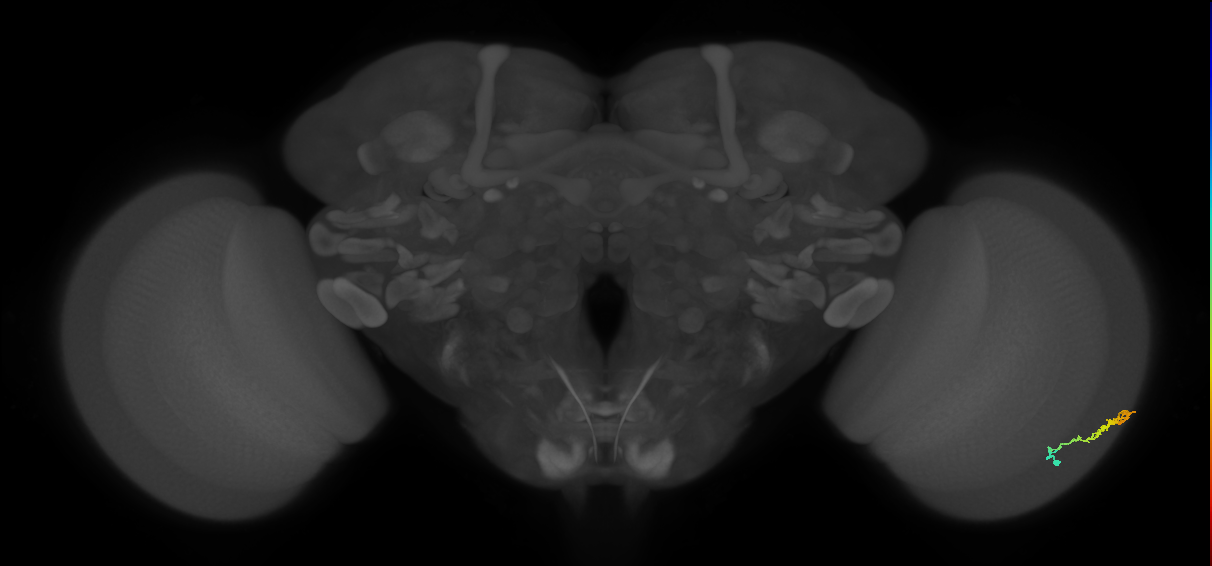 Dm3b_R (MaleCNS:101826)
