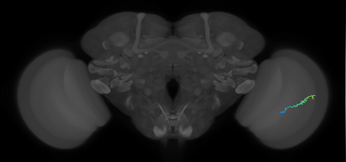 Dm3b_R (MaleCNS:119076)