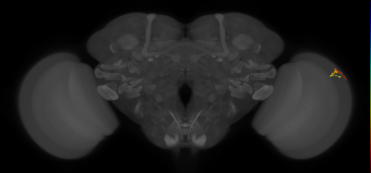 Dm3b_R (MaleCNS:152526)