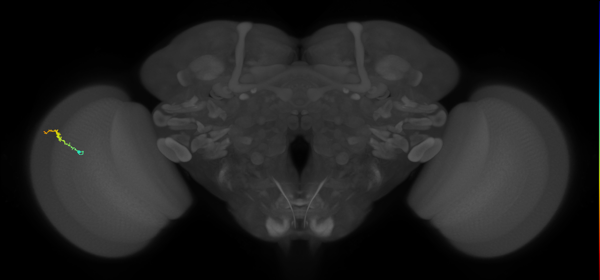 Dm3b_L (MaleCNS:165048)