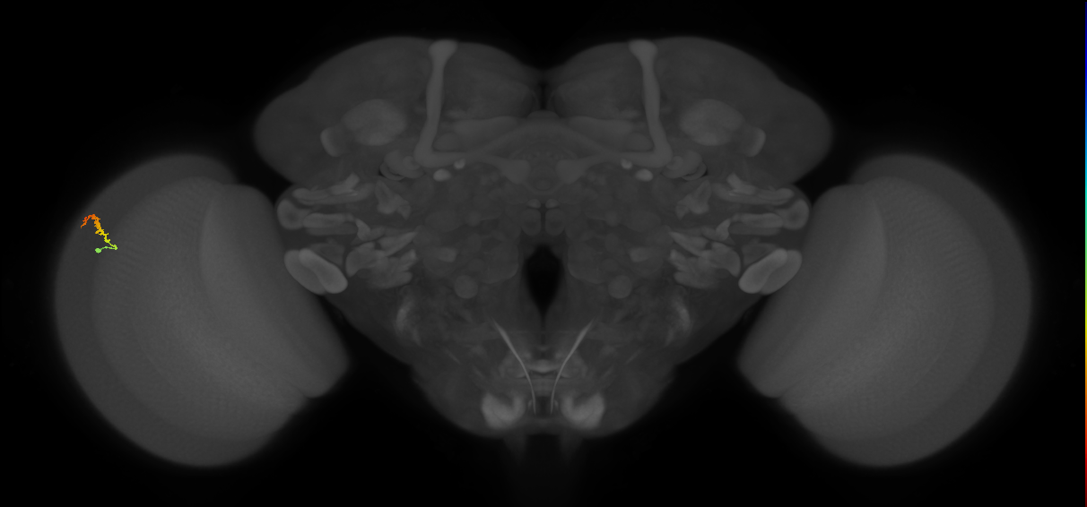 Dm3b_L (MaleCNS:143071)