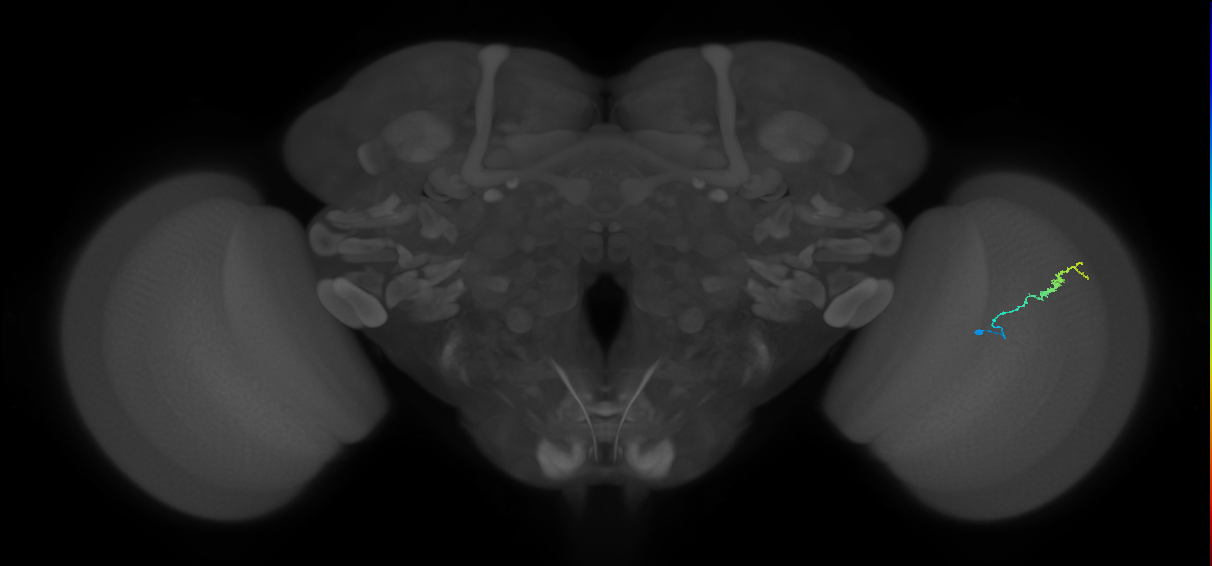 Dm3b_R (MaleCNS:141459)
