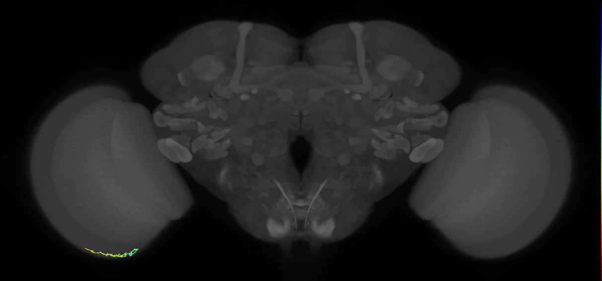 Dm3b_L (MaleCNS:148768)