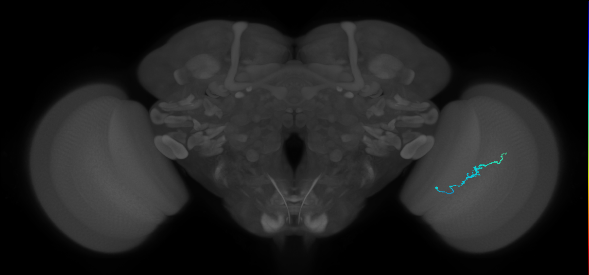 Dm3b_R (MaleCNS:142053)