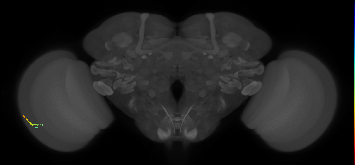 Dm3b_L (MaleCNS:550261)