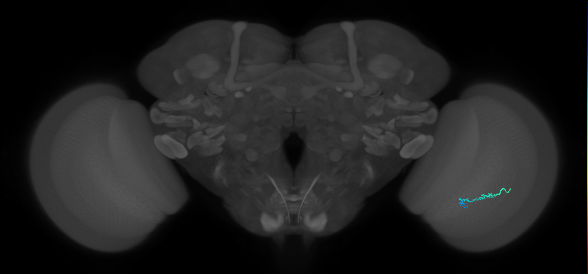Dm3b_R (MaleCNS:152452)