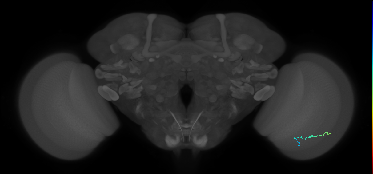 Dm3b_R (MaleCNS:130282)