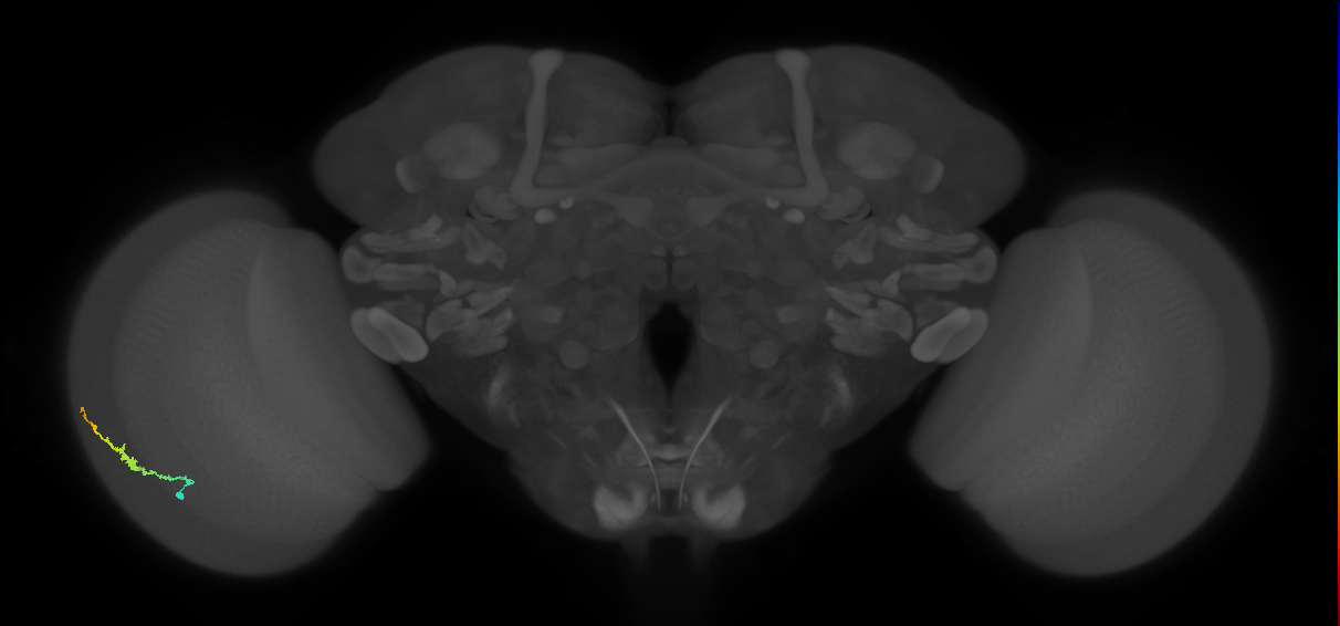 Dm3b_L (MaleCNS:575585)