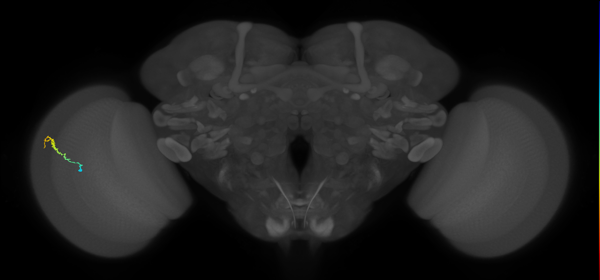 Dm3b_L (MaleCNS:179156)