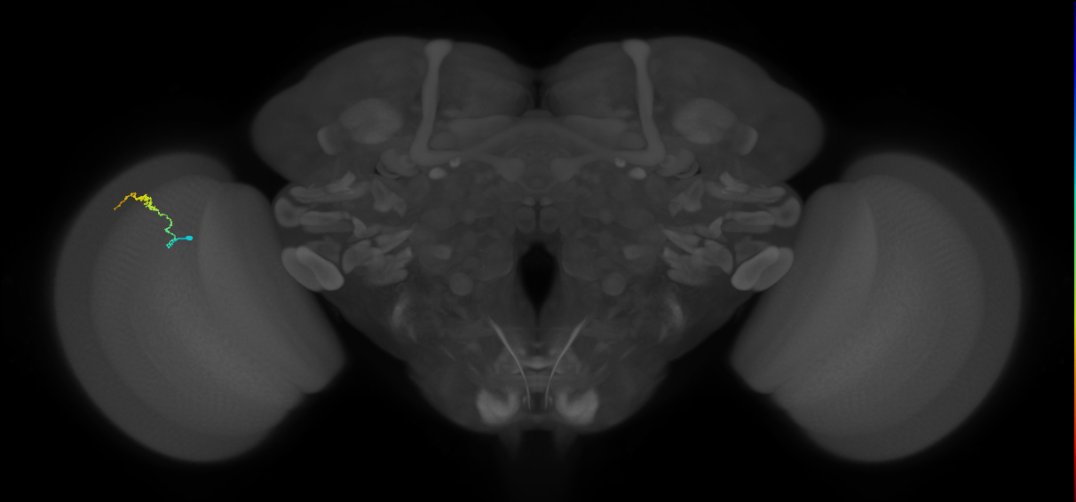 Dm3b_L (MaleCNS:224780)