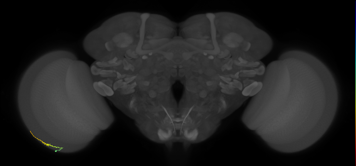 Dm3b_L (MaleCNS:546062)