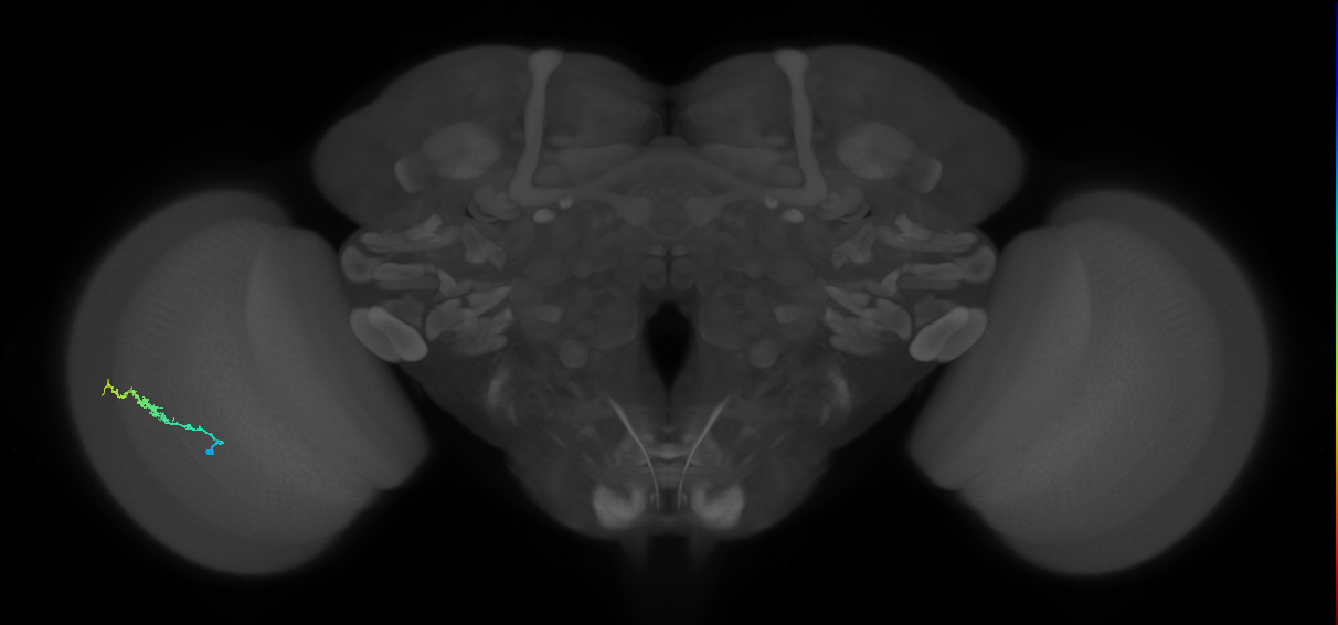 Dm3b_L (MaleCNS:540460)