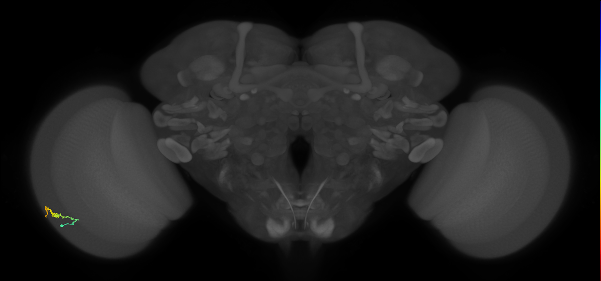 Dm3b_L (MaleCNS:152668)