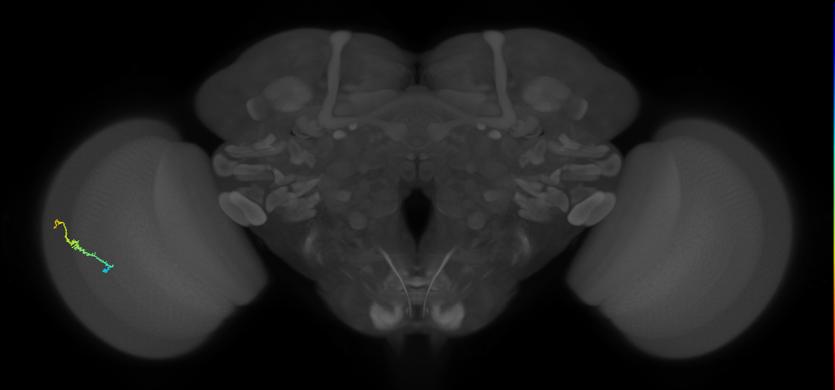 Dm3b_L (MaleCNS:113743)