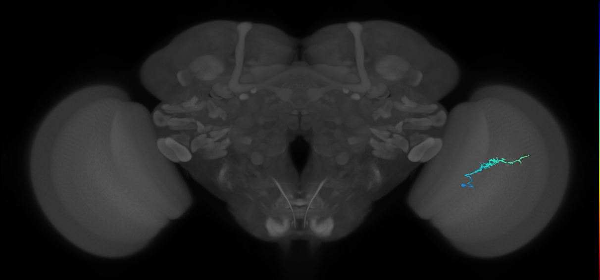 Dm3b_R (MaleCNS:135907)