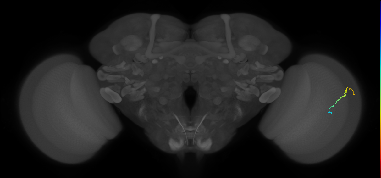 Dm3b_R (MaleCNS:129450)