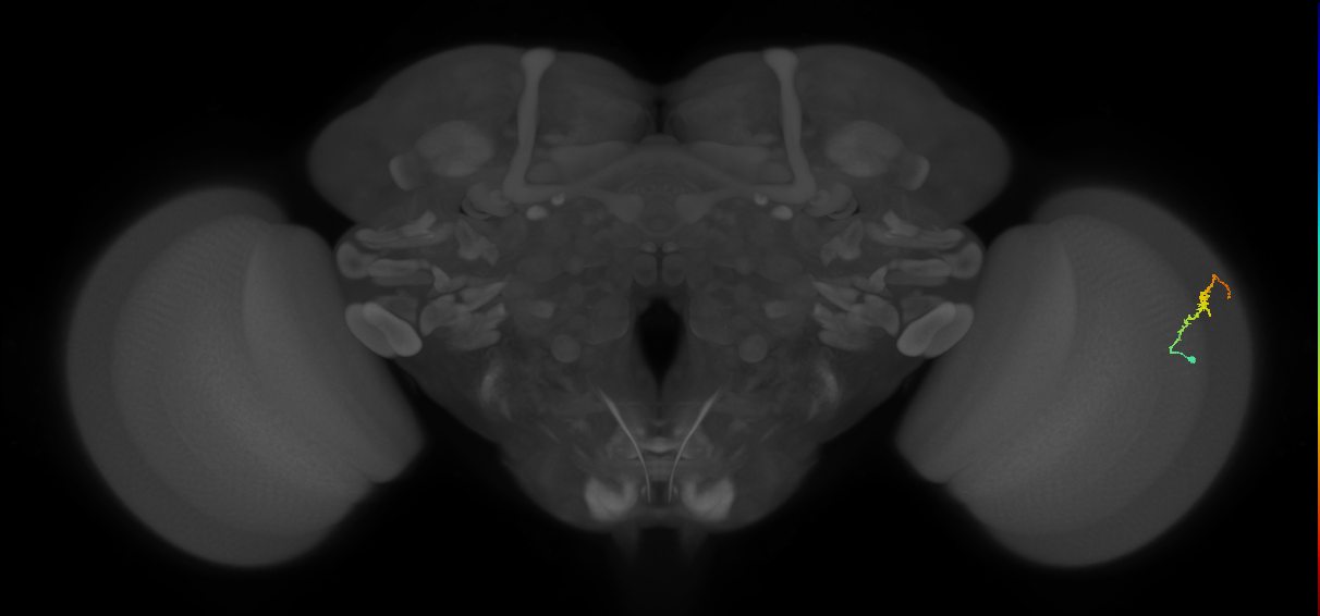 Dm3b_R (MaleCNS:130770)