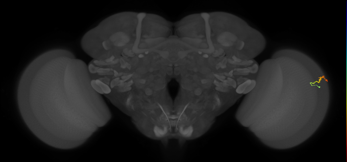 Dm3b_R (MaleCNS:143193)
