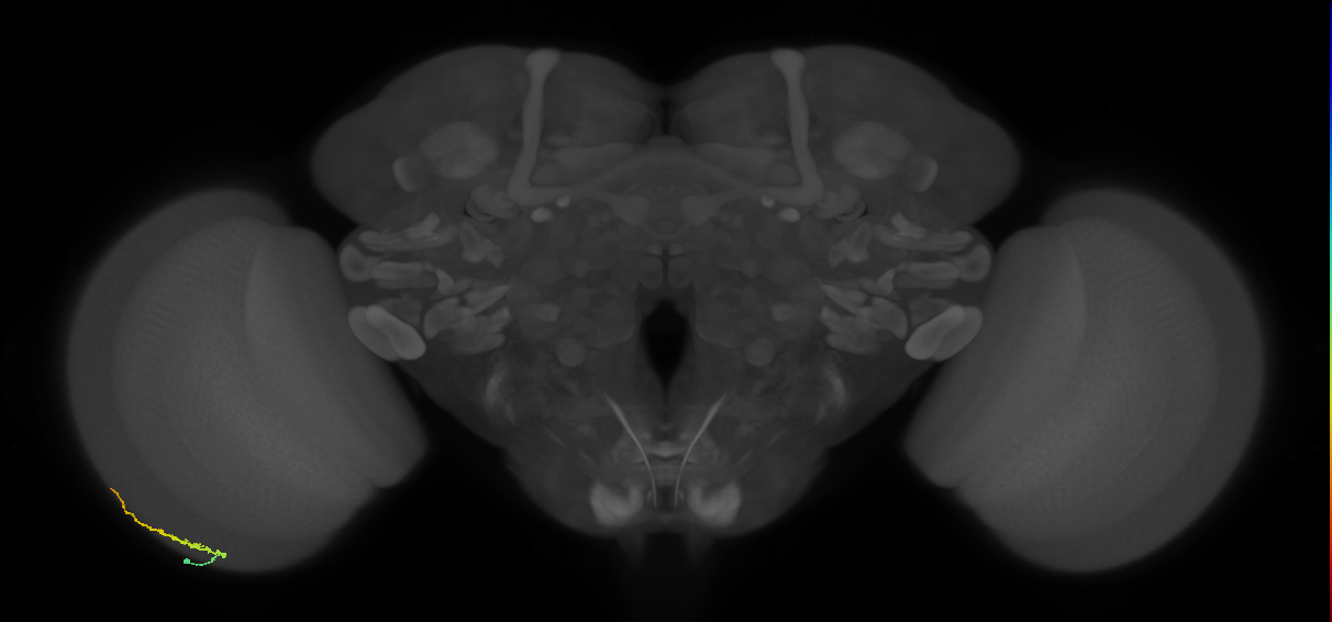 Dm3b_L (MaleCNS:544179)