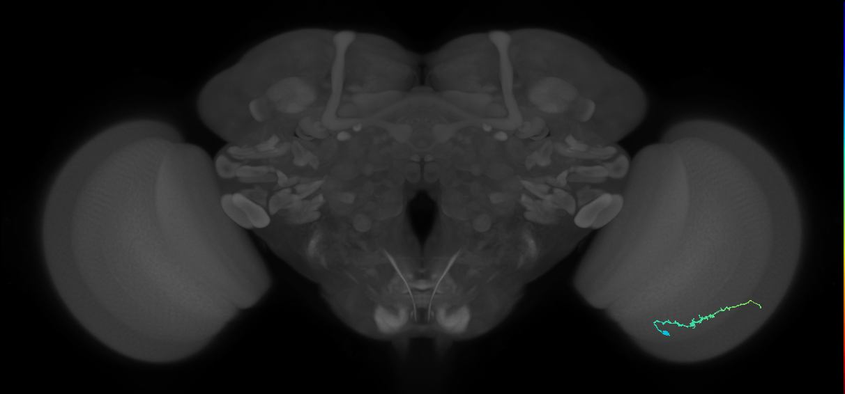 Dm3b_R (MaleCNS:142706)