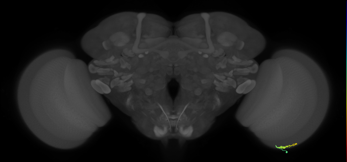 Dm3b_R (MaleCNS:126777)