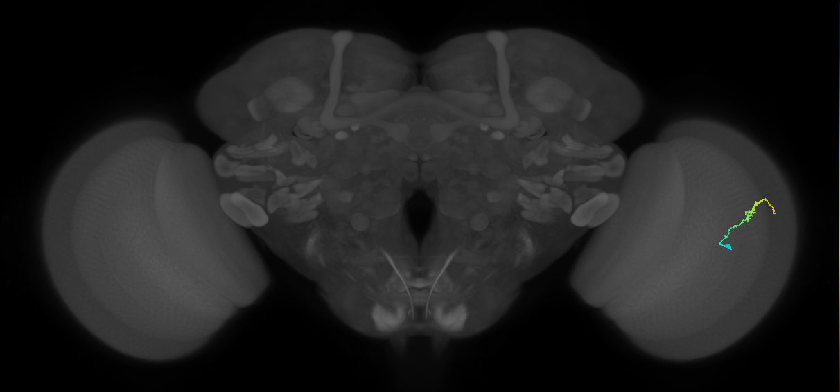 Dm3b_R (MaleCNS:134150)