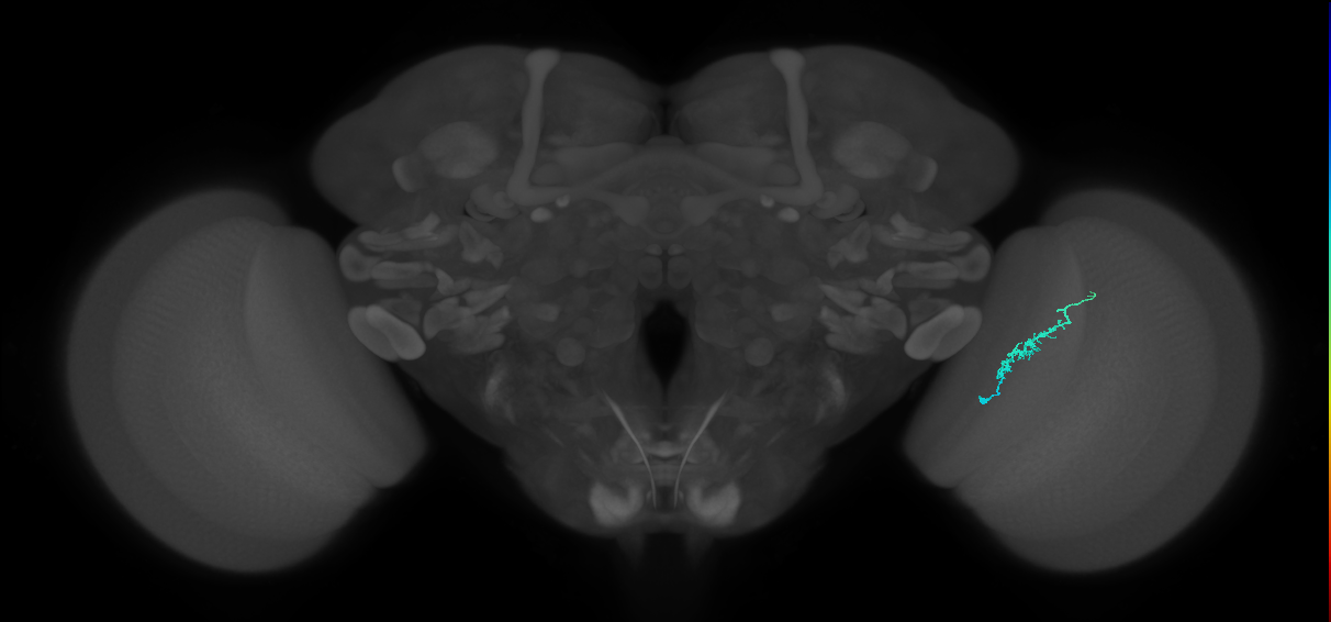Dm3b_R (MaleCNS:132447)