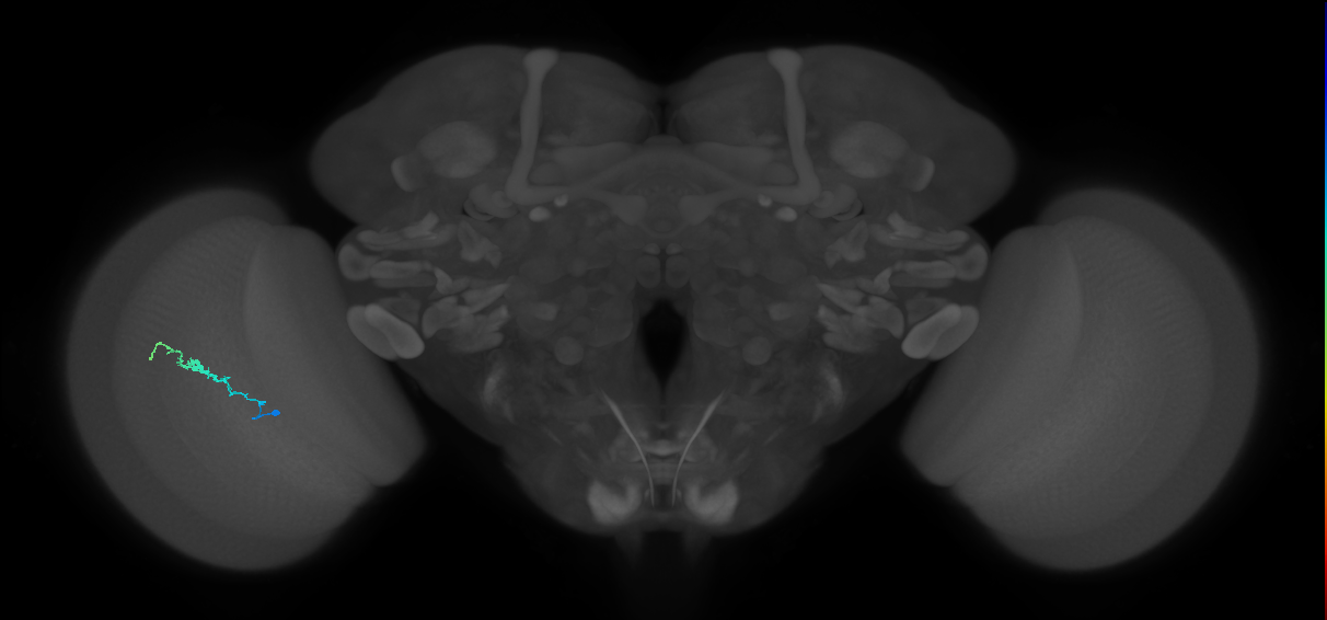 Dm3b_L (MaleCNS:532186)