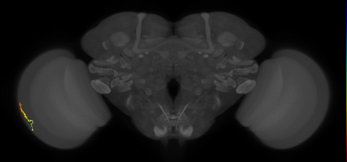 Dm3b_L (MaleCNS:516839)