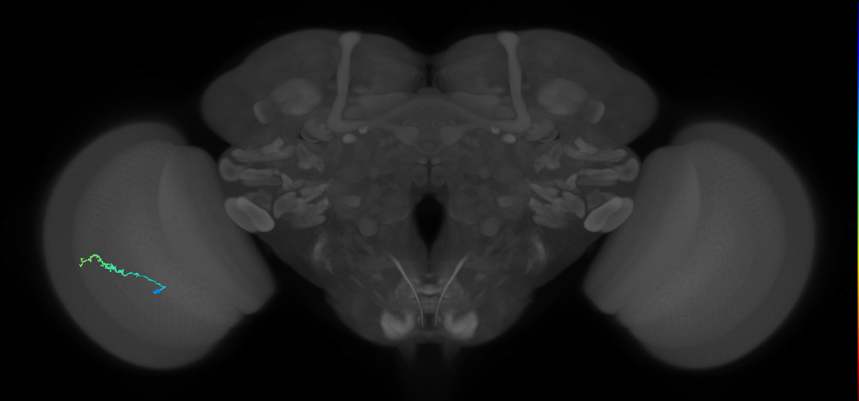 Dm3b_L (MaleCNS:182593)