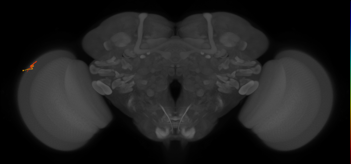 Dm3b_L (MaleCNS:207744)