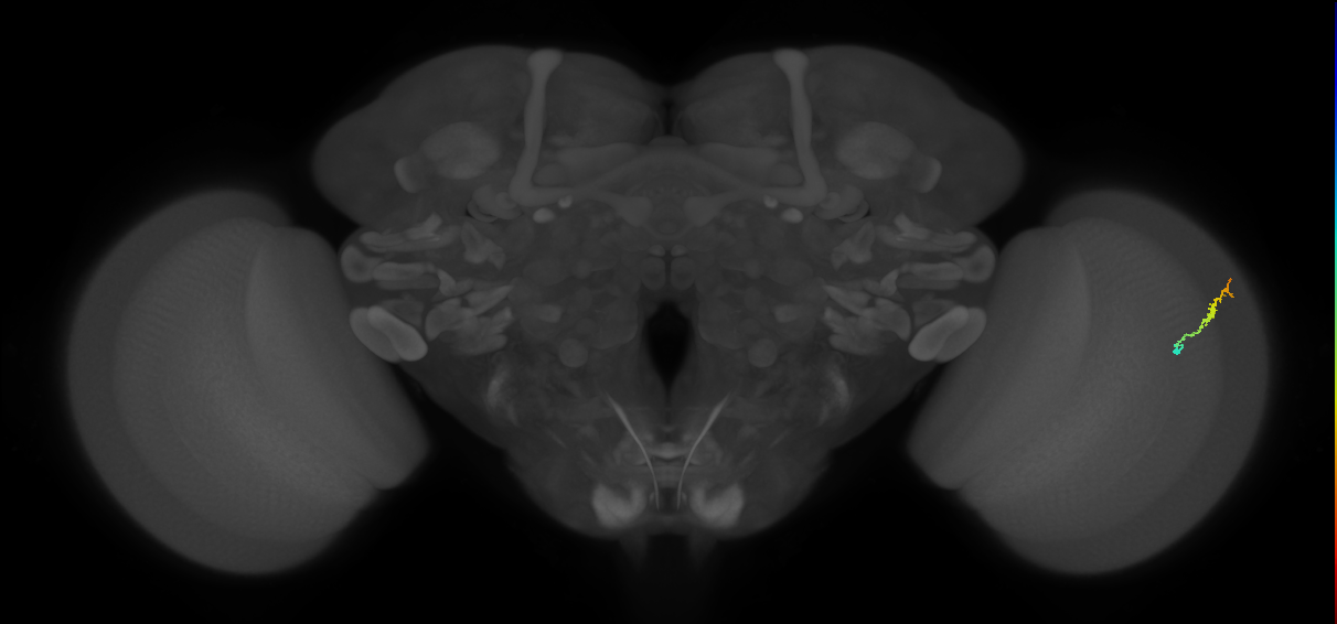 Dm3b_R (MaleCNS:137860)