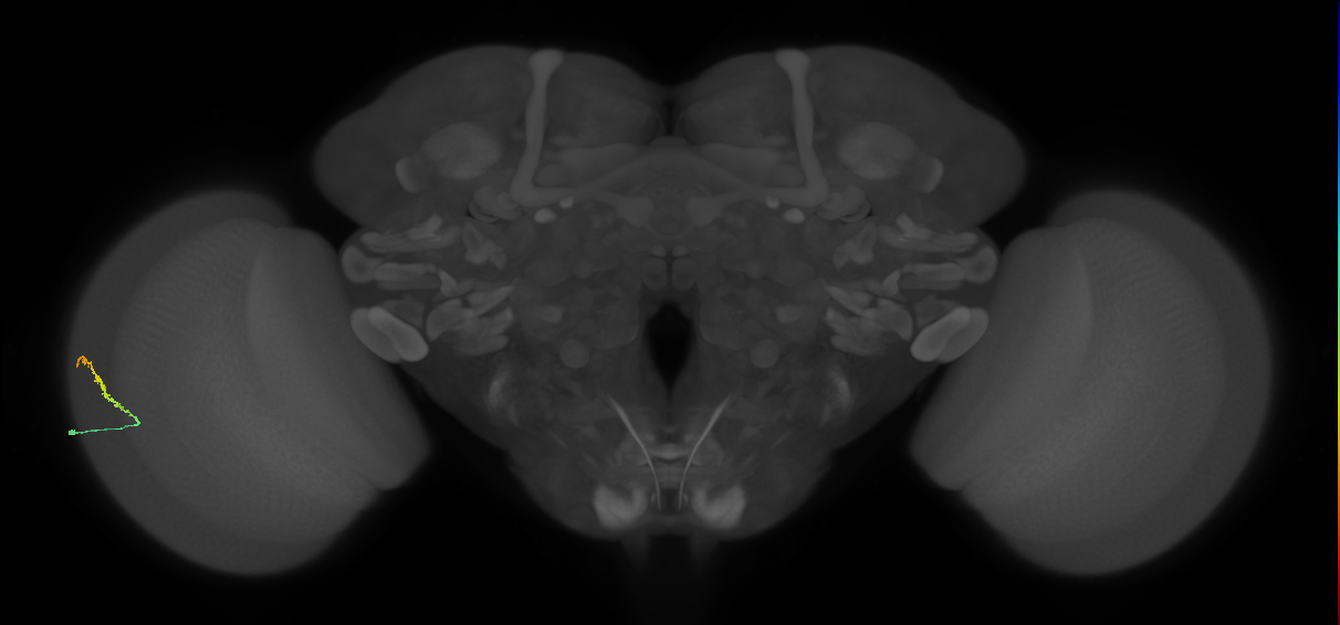 Dm3b_L (MaleCNS:56224)