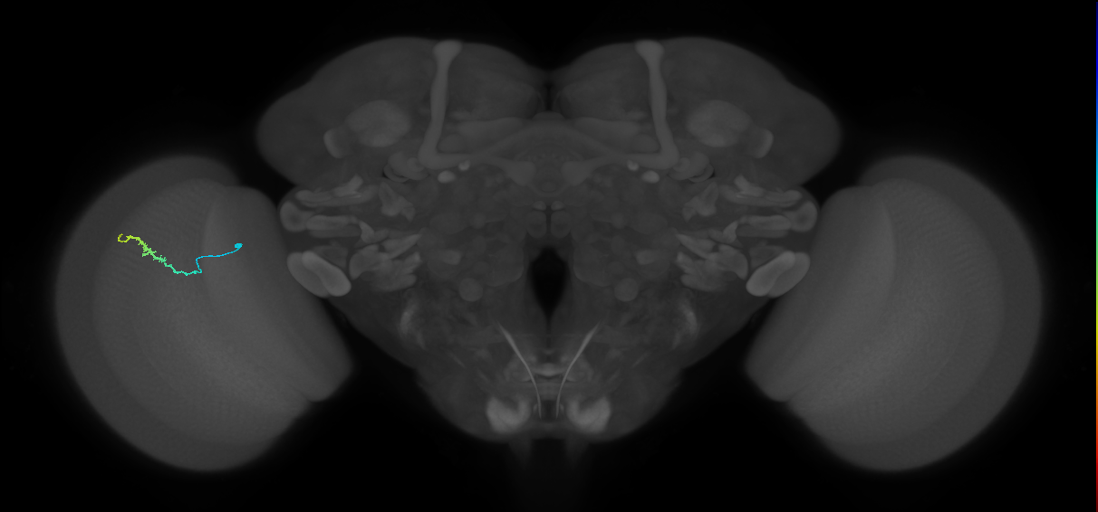 Dm3b_L (MaleCNS:217571)