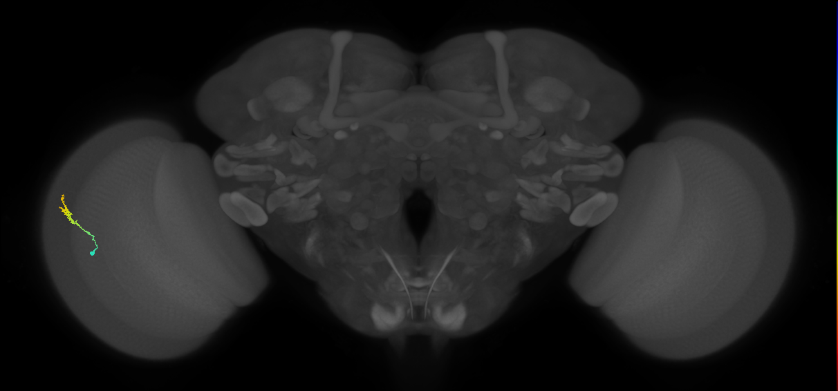 Dm3b_L (MaleCNS:127523)