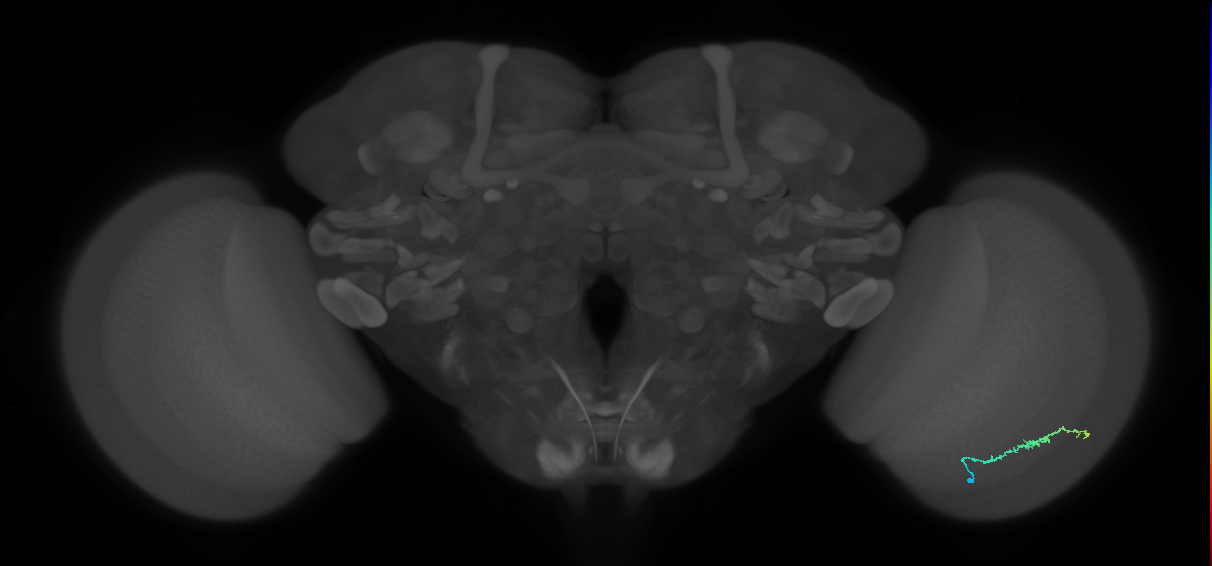 Dm3b_R (MaleCNS:125787)